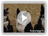 Découvrez la race de chien Karelian Bears